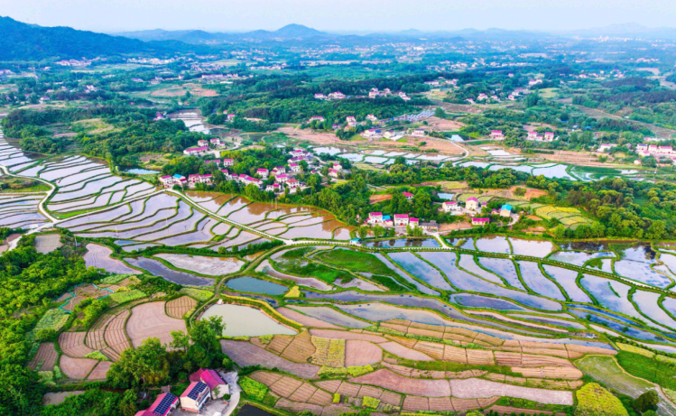 余畈村稻蝦梯田