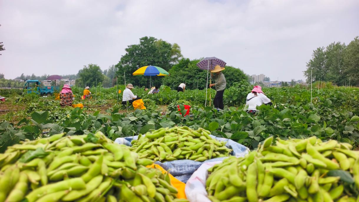 优质蔬菜生产基地。周立军供图
