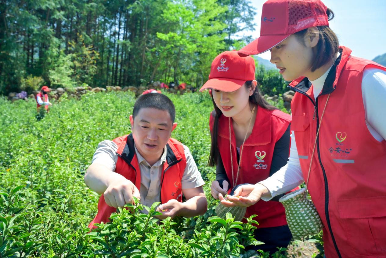 合安中心選派駐村干部駐村幫扶太湖縣馬廟村，開展採茶助農活動。合安中心供圖