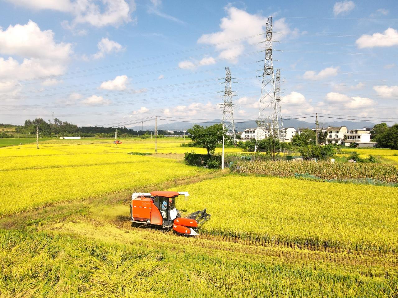 在徽州區西溪南鎮聖豐家庭農場，全自動收割機開足馬力在田間來回穿梭。
