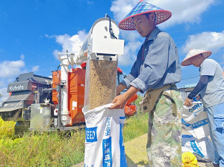 徽州區農業農村局農技人員對再生稻頭季進行現場測產。