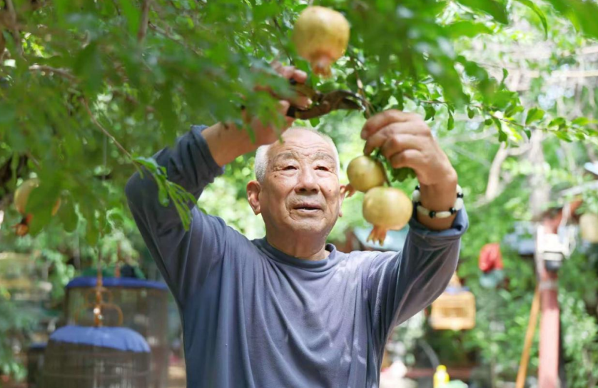張保華老人在修剪果樹。陳顯鋒 攝