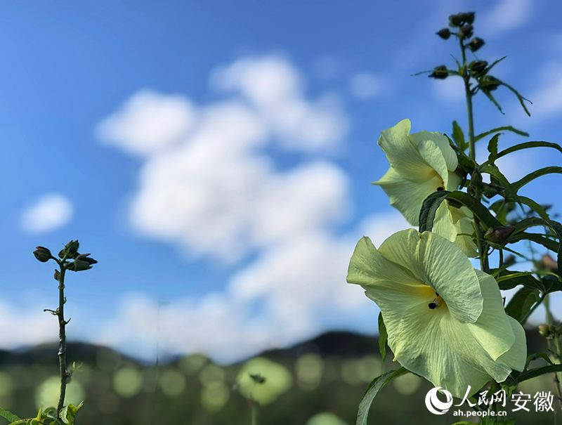 黄蜀葵花。人民网记者 汪瑞华摄