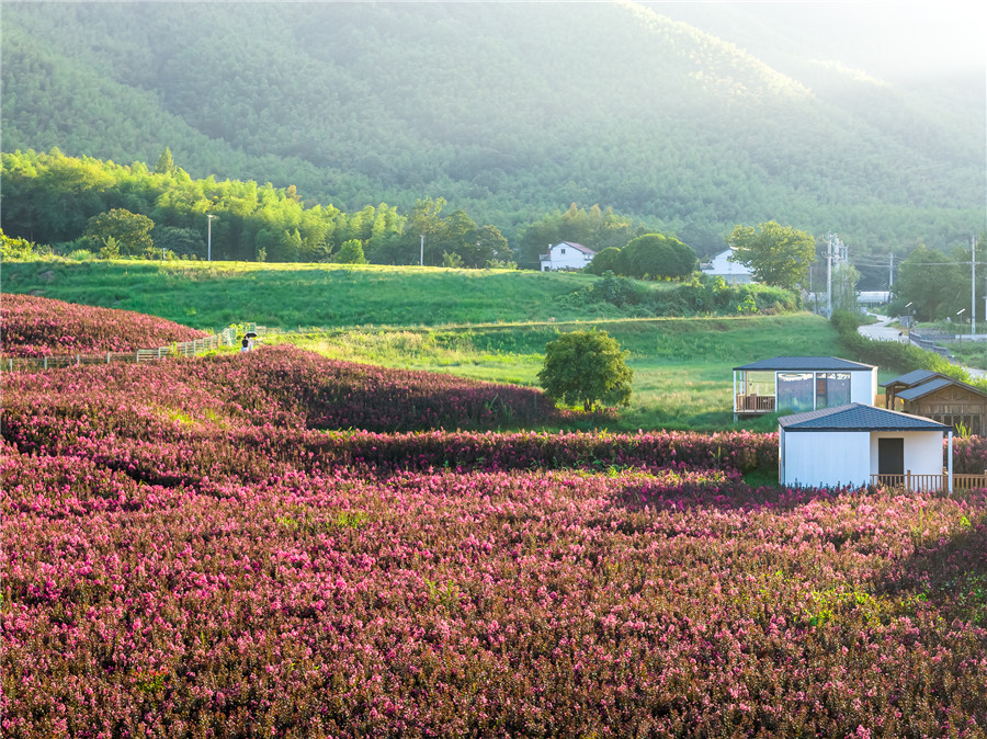 羅城村紫薇花海。何先發攝