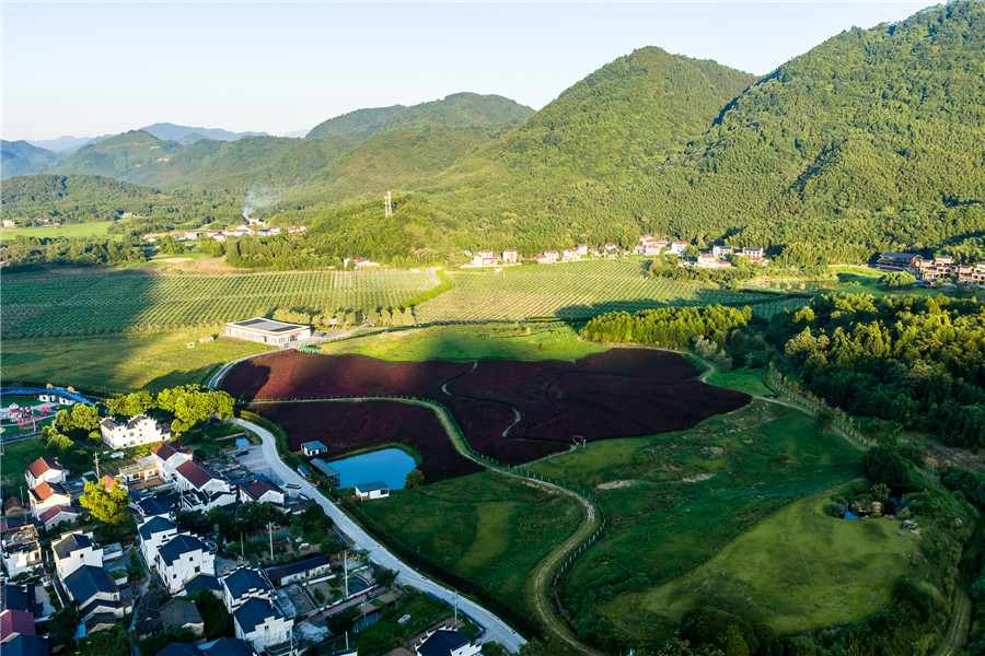 羅城村紫薇花海。何先發攝