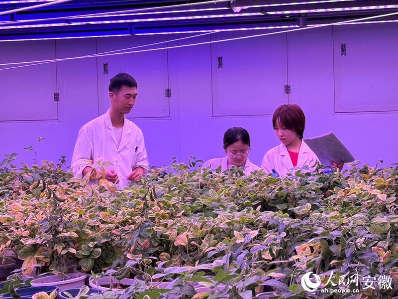 王丽媛（右一）在观察智能人工气候室内大豆长势。人民网记者 胡雨松摄