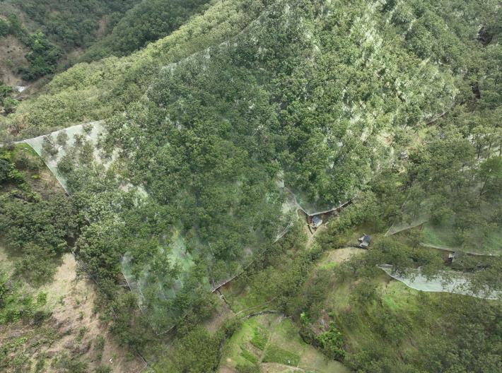 荆州乡山核桃林航拍图。傅忠翛摄