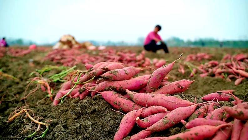 紅薯收獲現場。趙懷勇供圖