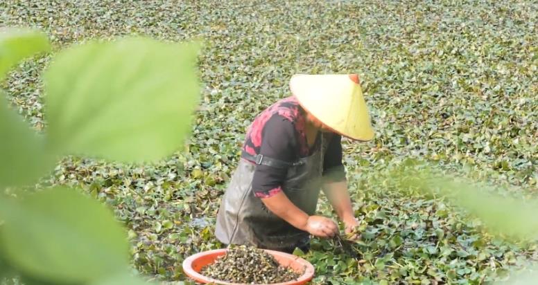 村民正在採摘菱角。