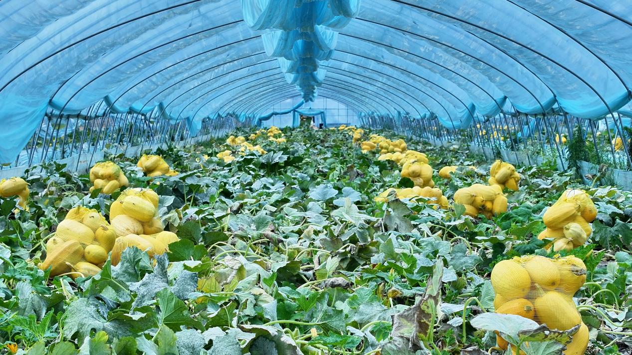 金丝绞瓜大棚。受访者供图