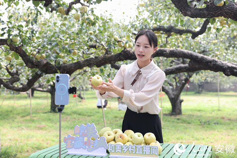 和美乡村直播间主播在梨园里直播推介砀山酥梨。人民网记者 张俊摄
