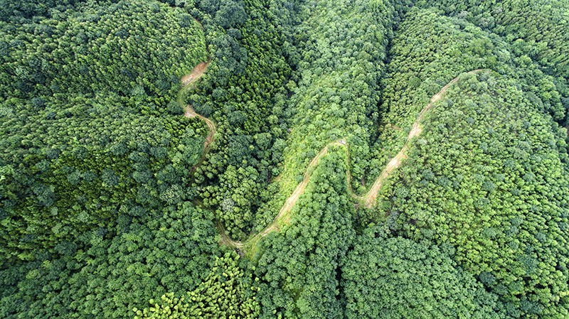 旌德山间林地，满目青翠。旌德县委宣传部供图