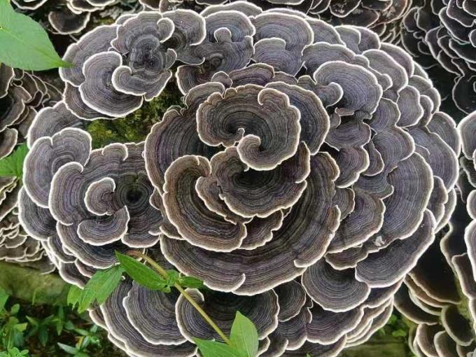 旌德灵芝。