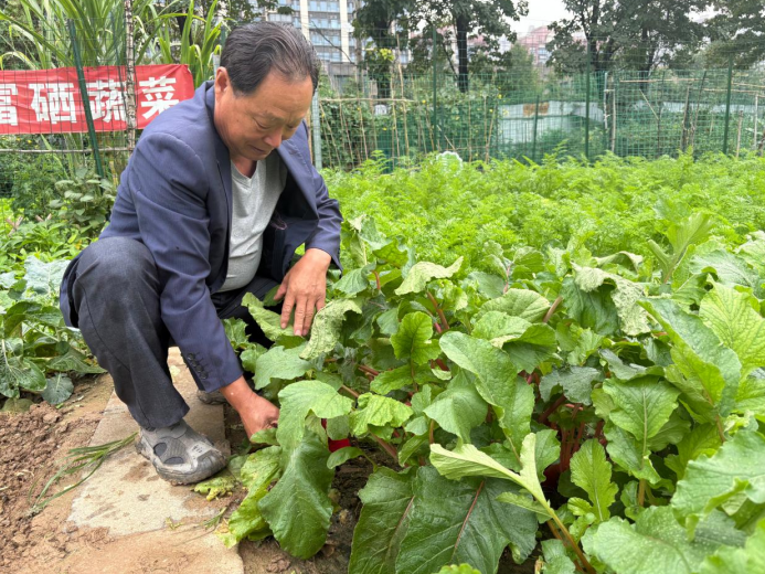 趙作森在打理菜園