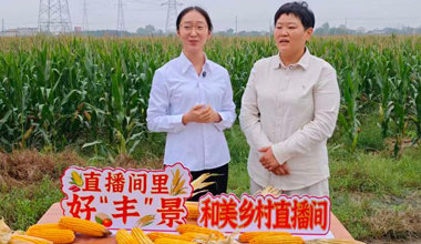 阜陽颍泉：雲端探秘富民薯 田間品讀豐收景