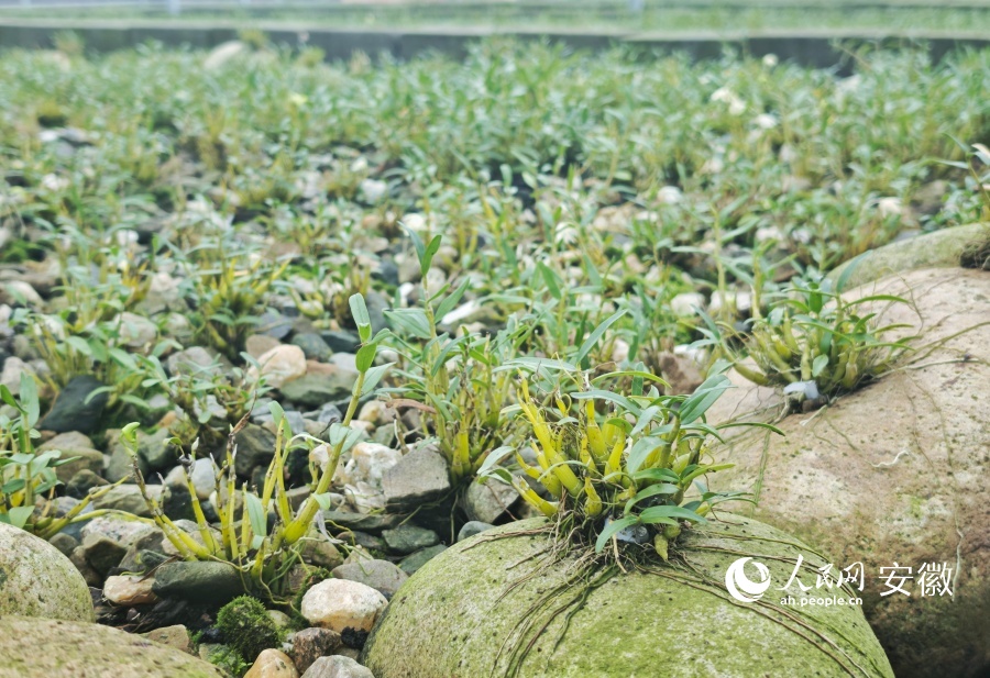 霍山县规模化种植的霍山石斛。人民网记者 周坤摄