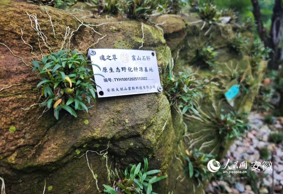 霍山县拟态环境下种植的霍山石斛。人民网记者 周坤摄