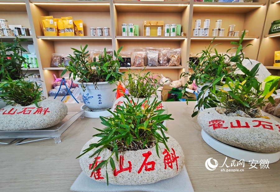 乡村振兴馆里展示着霍山石斛盆景。人民网记者 周坤摄