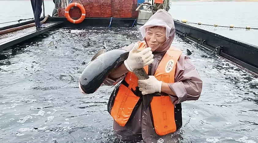 太平湖有機魚捕撈。