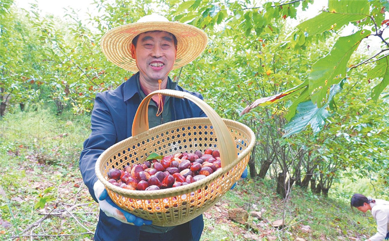 全椒县西王镇龙山村村民展示山里采摘的板栗。钟伟 摄