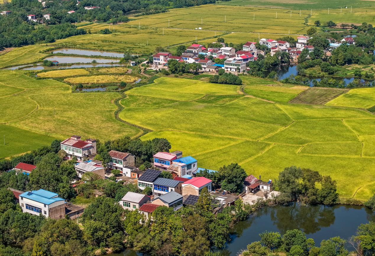 安徽庐江：金浪千重入画来