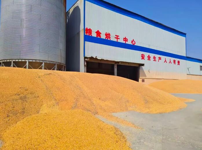 玉米收割进度超七成。