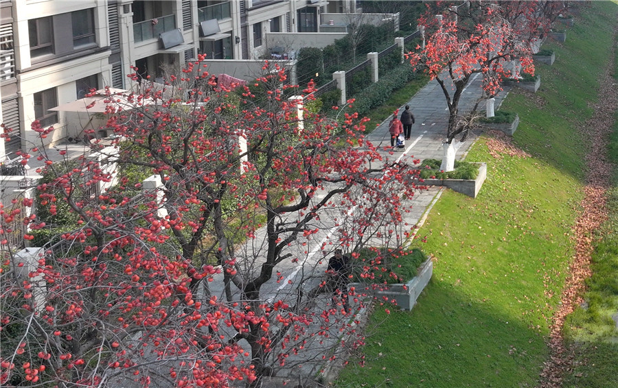满城红柿
