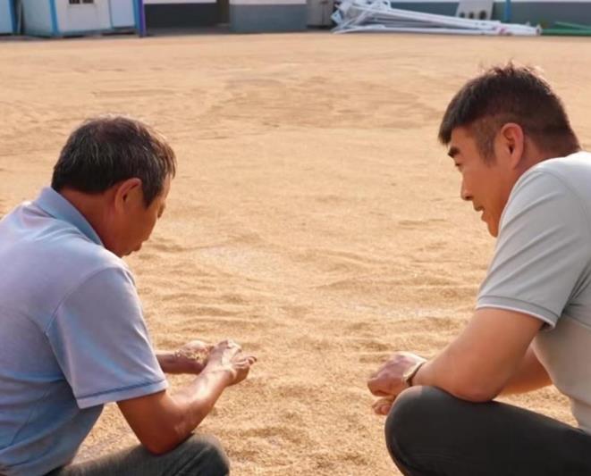 梁山村村干部与村民在晒场上查看稻谷晾晒情况。