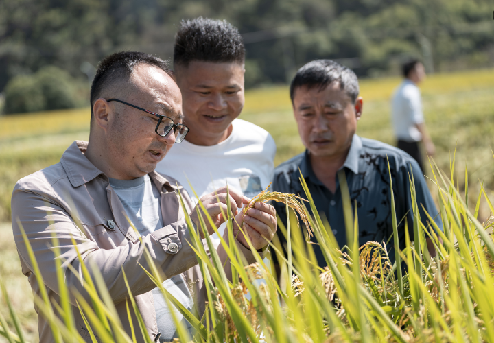 宁国市为规模种粮主体提供养老及相关保险补助