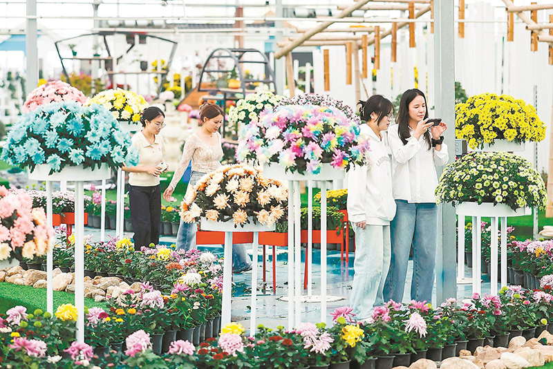 彩菊缤纷