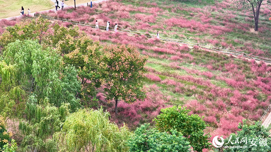 湖畔粉黛，秋景如画。人民网记者 郭昊摄