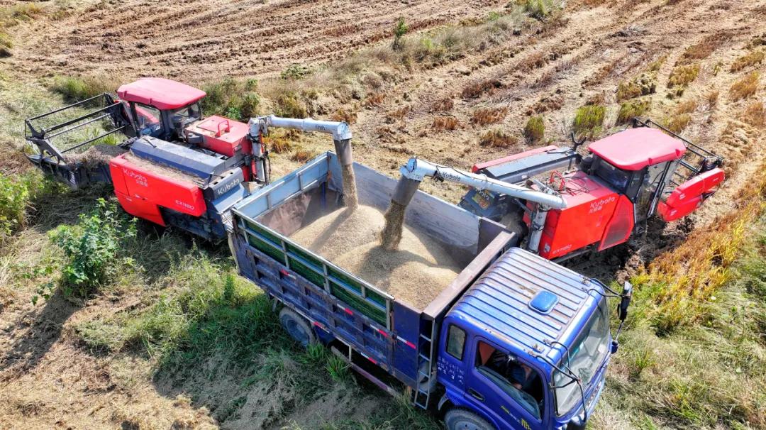 收割機卸糧筒轉動，新脫粒的稻谷傾瀉入運糧車，金黃谷粒迅速堆滿車廂。