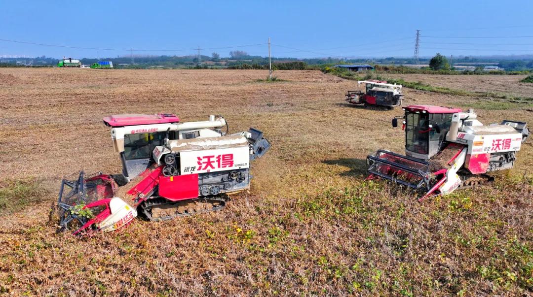 收割機割台貼地推進，飽滿的豆莢被快速採收、脫粒清選，一氣呵成。