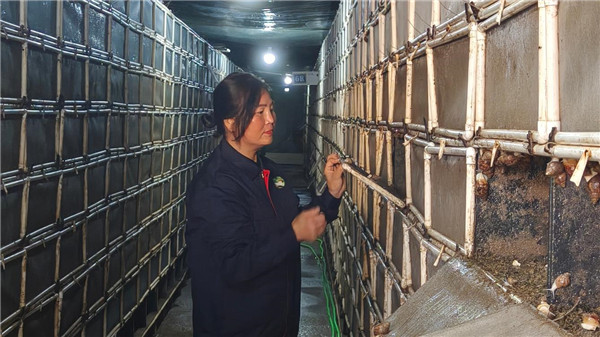 中华白玉蜗牛养殖喜获丰收