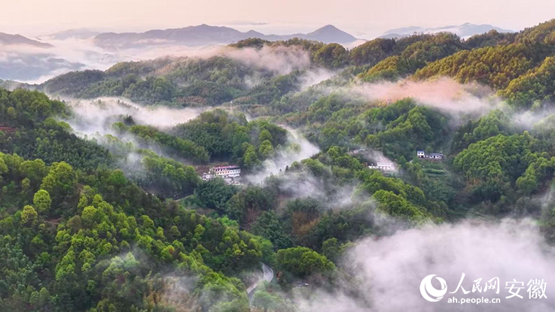 俯瞰金寨县山区，这里是西山药库的核心区。人民网记者 郭昊摄
