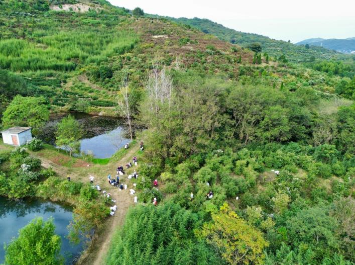 采摘油茶果。