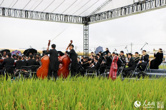 10月16日，由浙江交響樂團帶來的演奏會在稻田裡上演。人民網 葉賓得攝