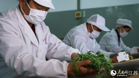 制茶師傅在制茶。許智攝