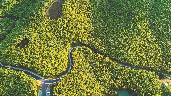 广德市“竹乡画廊”旅游公路航拍图。