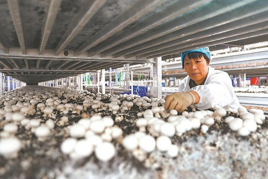 1月5日，位于灵璧县杨疃镇食用菌产业示范区的中煜生物科技有限公司车间里，工人在采摘双孢菇。记者 范柏文 摄