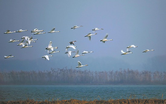 10萬候鳥焦崗湖過冬
