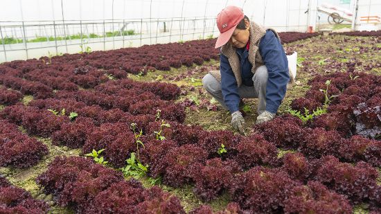 工人正在采摘紫叶生菜