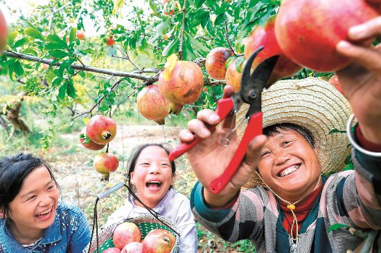 果满枝头 甜上心头