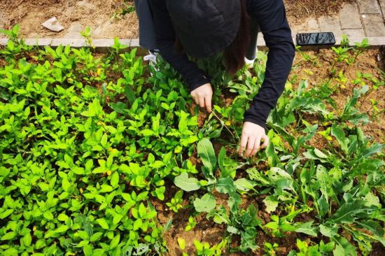 汪艷老師正在種植菘藍和蓼藍