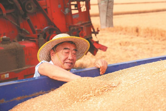 5月28日，在太和县淙祥现代农业种植专业合作社，徐淙祥查看刚刚收获的小麦，了解小麦的含水量。记者 王珂 摄