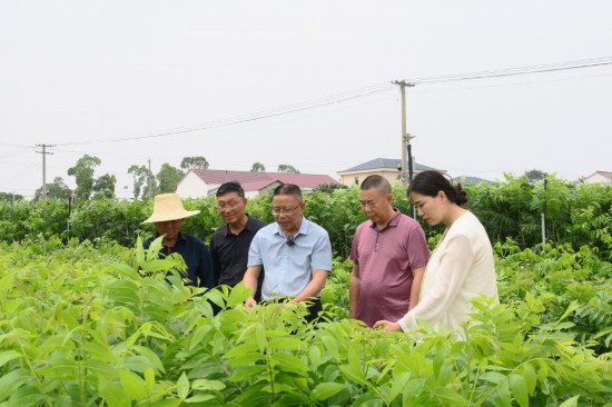 桐城市林業科技推廣中心主任陶世澤在進行技術指導.JPG
