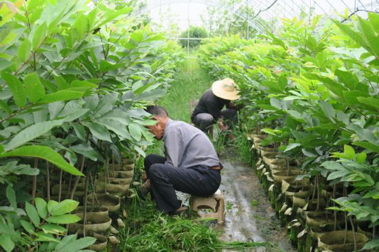 75歲的洪東發老人和村民一起給苗木除草.JPG