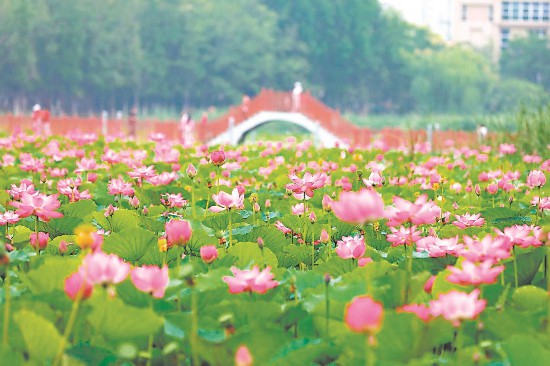 6月21日，淮北市桓谭公园荷塘里荷花娇艳欲滴，美不胜收，为炎炎夏日增添诗意。通讯员万善朝 摄