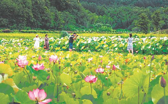 6月21日，芜湖市繁昌区繁昌窑遗址公园里荷花盛放，市民纷纷前来游玩赏荷，乐享夏日清凉。通讯员 肖本祥 摄