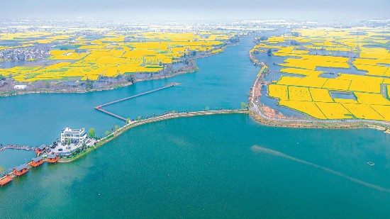 3月21日,芜湖市弋江区峨桥镇,万亩油菜花竞相绽放,与错落分布的水网、村庄交相辉映,勾勒出一幅春日田园画卷。本报通讯员 刘伯顺 摄